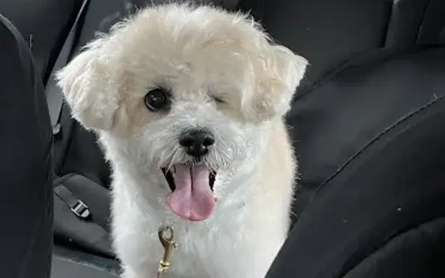 All Fur Love Pet Grooming in Medway, MA