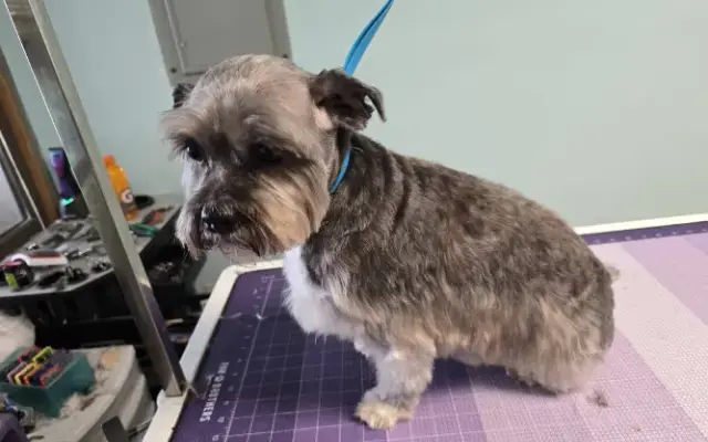 Pawhills Pet Grooming in Barneveld, NY