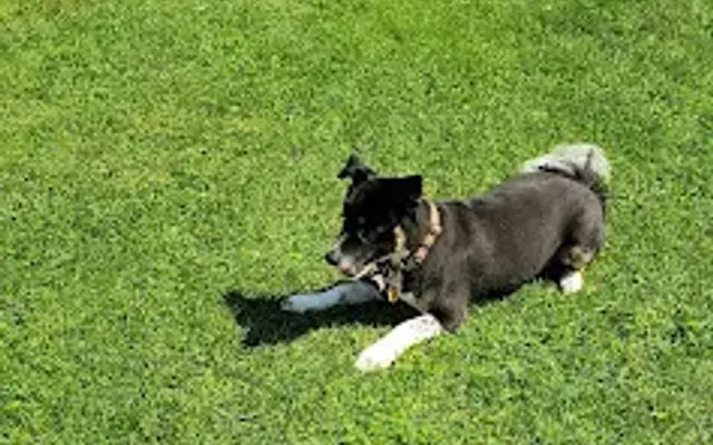 Tails End Dog Grooming in Alpena, MI