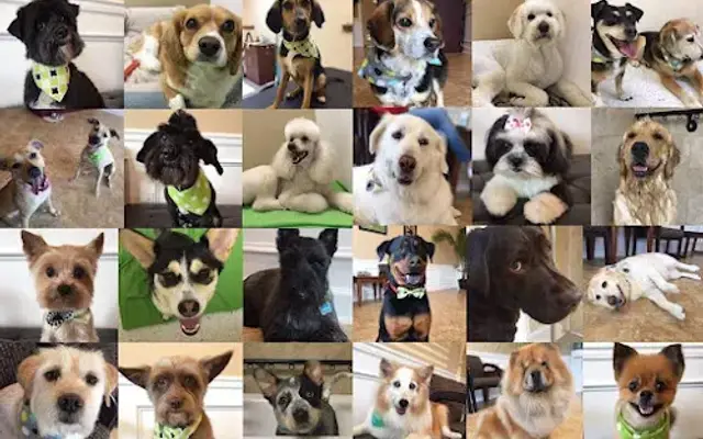 Groomingtails Salon in Winchester, VA