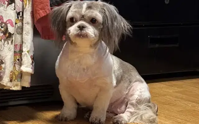 Clip-N-Cuddle Grooming Salons in Walworth, NY
