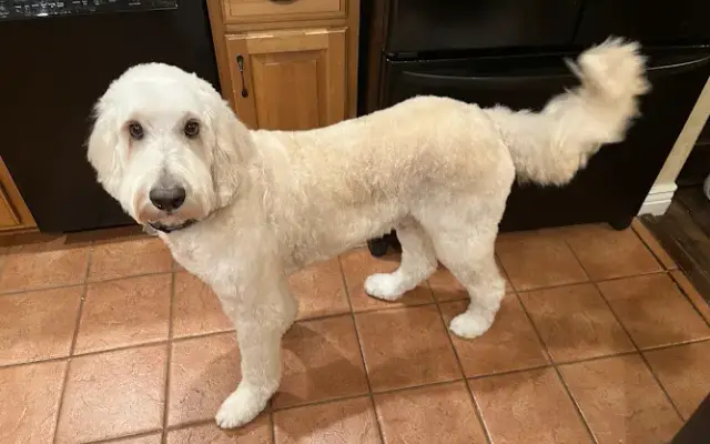 Winstons scruffy to fluffy LLC in Franklin, NJ