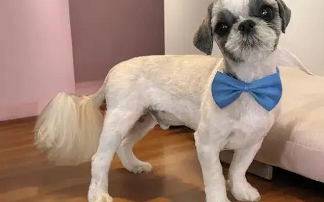 Handcrafted Pet Spa in Wilmington, IL
