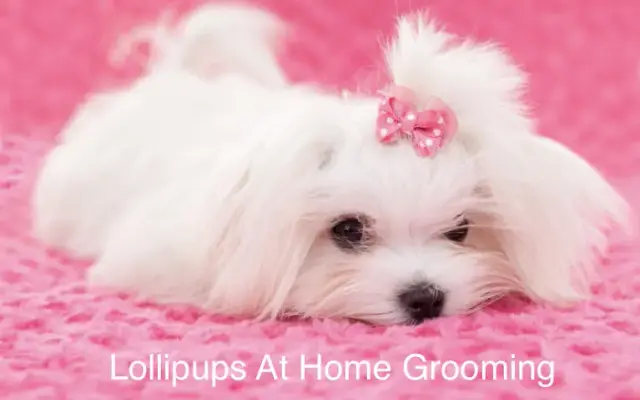 Lollipups House Call Pet Grooming in Delray Beach, FL