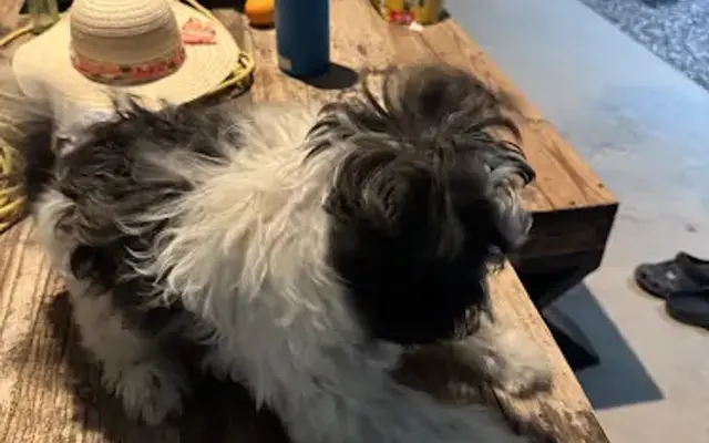 POSSYBULL GROOMING in Arlington, AZ