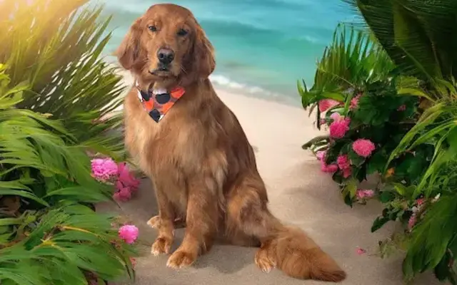 Wildflower Dog Spa in Decatur, TX