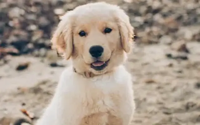 Dogs On The Run in Oceanside, CA