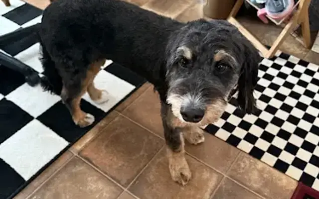Spuds Spawz - Dog Grooming in Macedon, NY