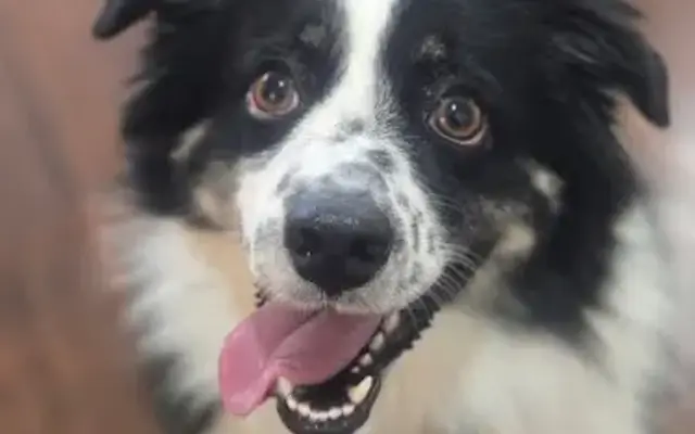 Puppy Palace Resort and Grooming in Grandview, TX