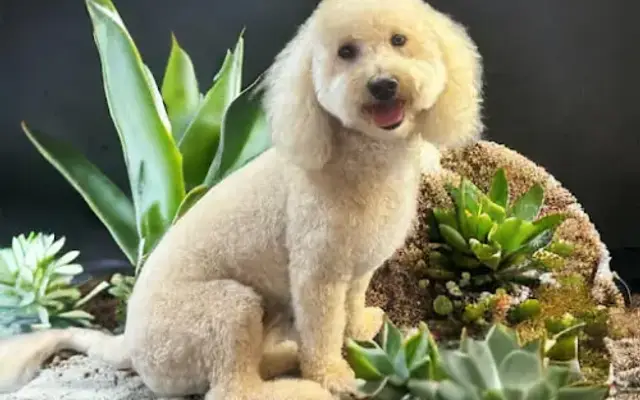Yappy Hour Grooming in Apollo Beach, FL