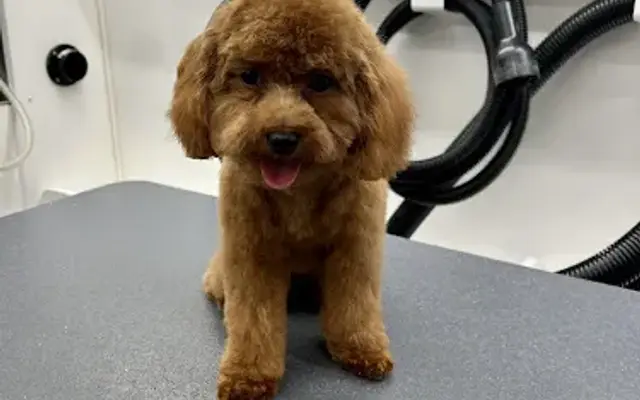 Vanessa's Pretty Pups Mobile Grooming in Davie, FL
