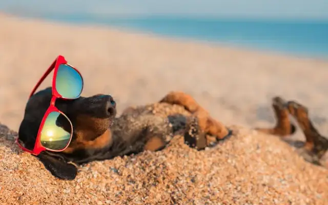 Nauti Pets in Ormond Beach, FL