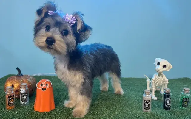 Fab & Fluffy Grooming Salon in Buford, GA