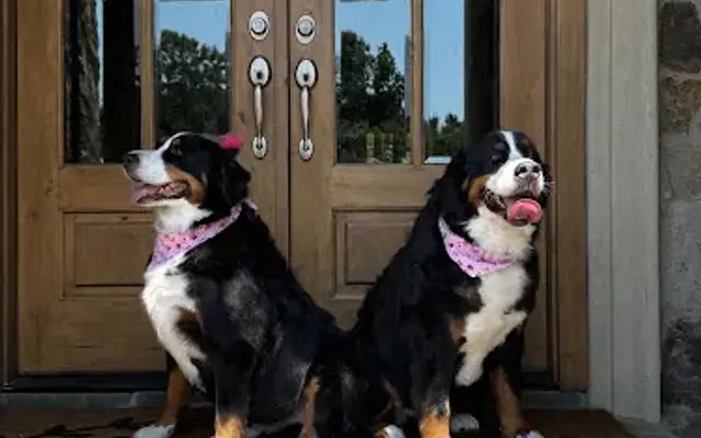 4 Paws Dog Groomer LLC in Charlotte, NC