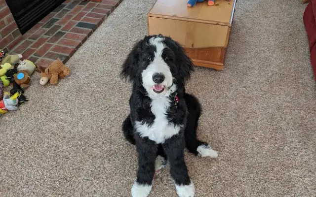Sittin Pretty Pet Parlor in Ashburnham, MA