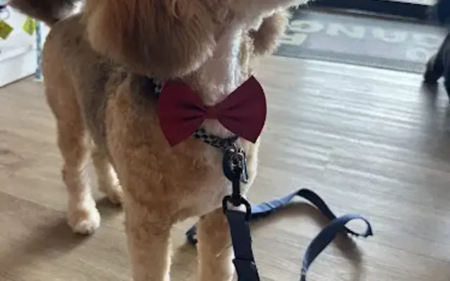 Woof Gang Bakery & Grooming Glenview in Glenview, IL
