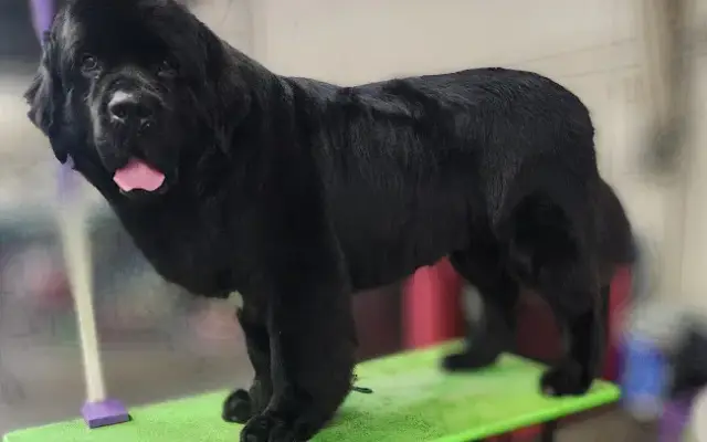 Water Dog, LLC in Aurora, OR