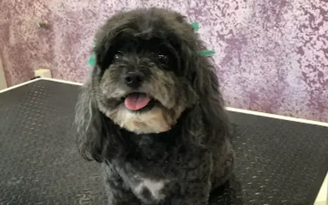 Zip & Clip Dog Grooming in Dequincy, LA