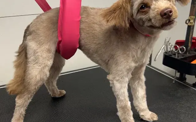 Jillian’s Mobile Pet Grooming in Shippensburg, PA