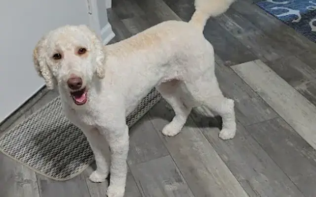 Pampered Pooch Pet Salon in Fernandina Beach, FL