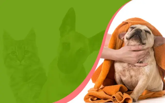 Aprils Furry Tail Mobile Pet Grooming in Longview, TX
