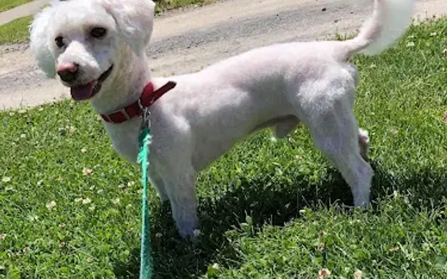 Passion Pets Grooming in Rochester, NY