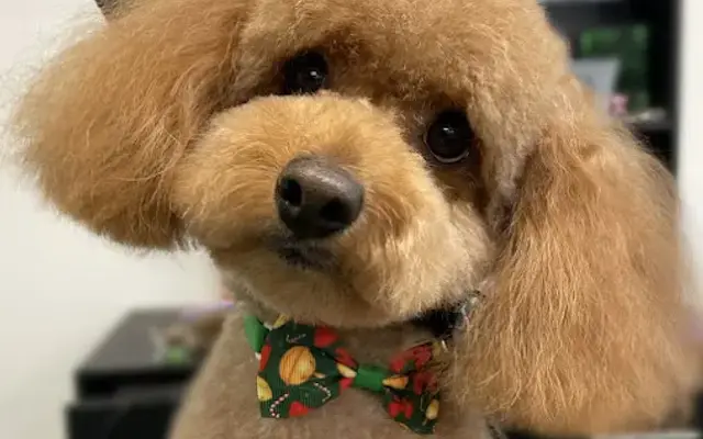 Cozy Canine Grooming in Austin, TX