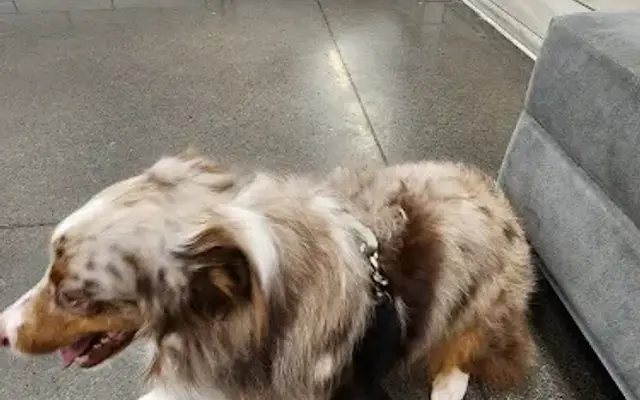 PetSmart Grooming in Sacramento, CA