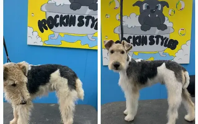Rockinstyles Pet Grooming in Seneca, SC