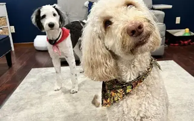 Wandering Wags in Mars, PA