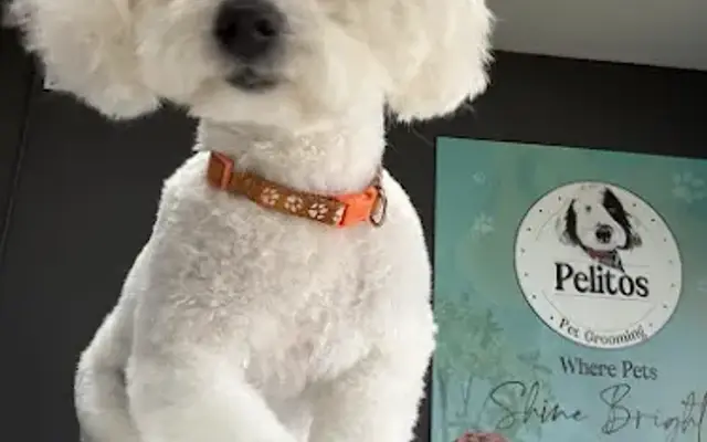 Pelitos Pet Grooming in Oakland Park, FL