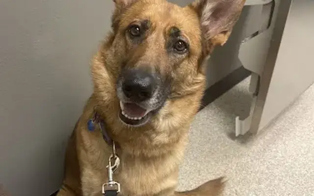 Riverview Animal Hospital in Chippewa Falls, WI