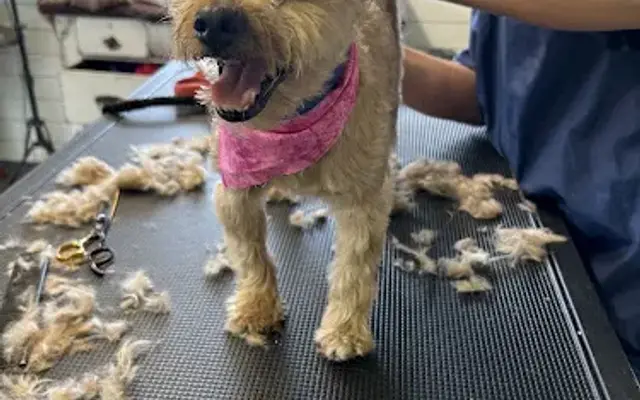 It's A Dog's World in Sturgis, MI