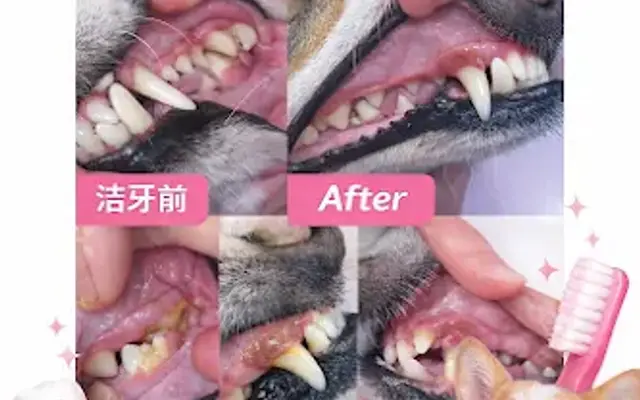 Barking Pet Spa（Chinatown) in Houston, TX