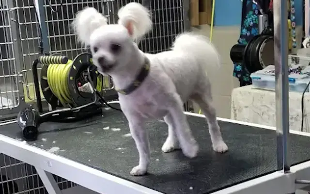 Lisa's Ruff & Ready Pet Grooming in Marshall, AR