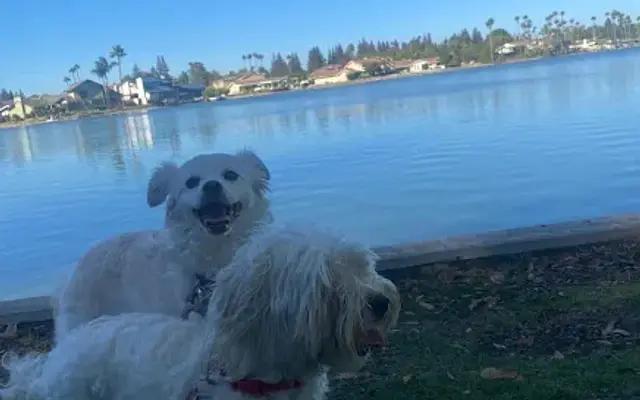 Happy Pup in Sacramento, CA