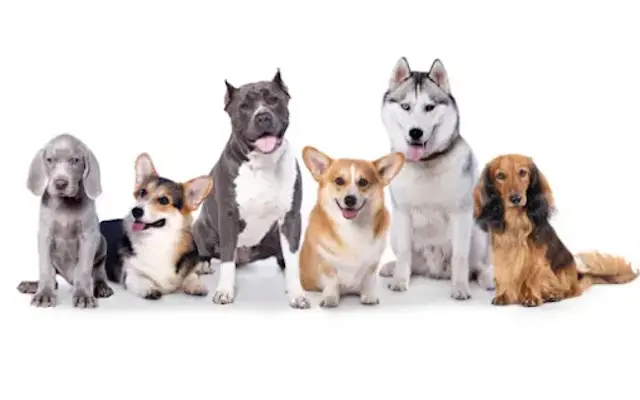 Mobile Pet Grooming Miami Beach in Indiantown, FL