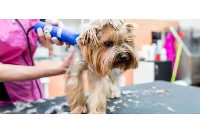 Bow Wow Styles in Natrona Heights, PA