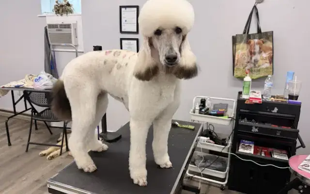 Posh Poodle Grooming in Bluefield, WV