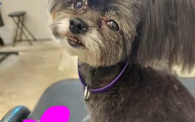Best in show grooming in Indio, CA