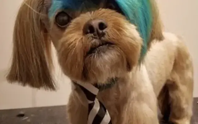 Puppy Love Grooming Services in Fort Myers, FL