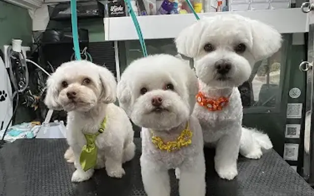 Kushs Grooming Parlor Mobile Service in Alta Loma, CA