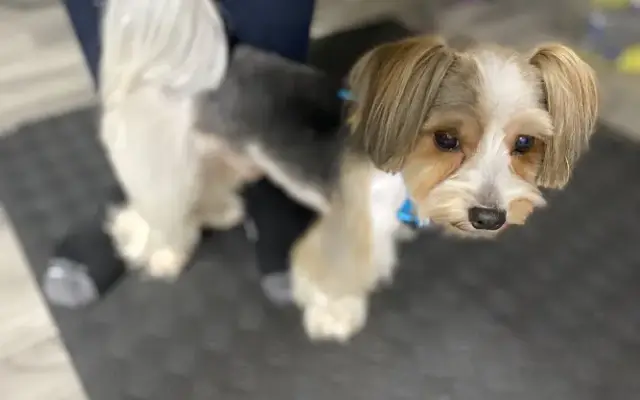Groomer on Josephine in Sebring, FL