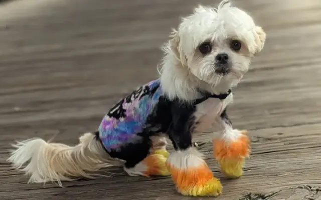 Pawesome Shears Mobile Grooming in Kingwood, TX