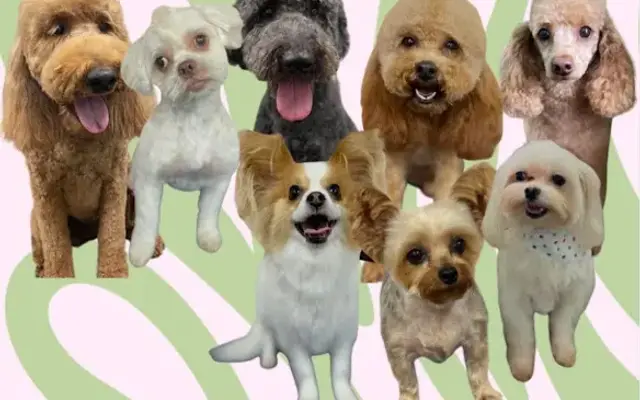 Tailored Tails Dog Grooming in Crossville, AL