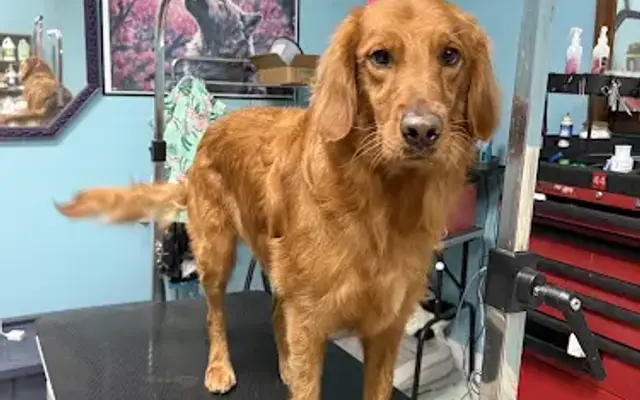 Kaylee's Lavish Grooming LLC in Crawfordville, FL