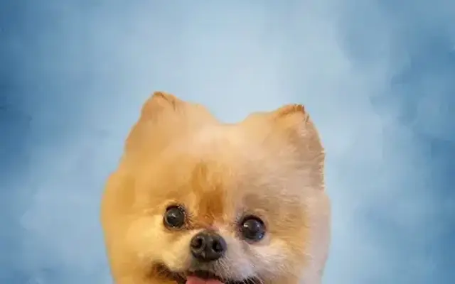 Little Bear Mobile Dog Grooming in Seattle, WA