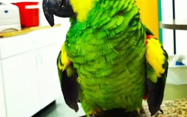 Animal and Avian Medical Center in Brunswick, OH