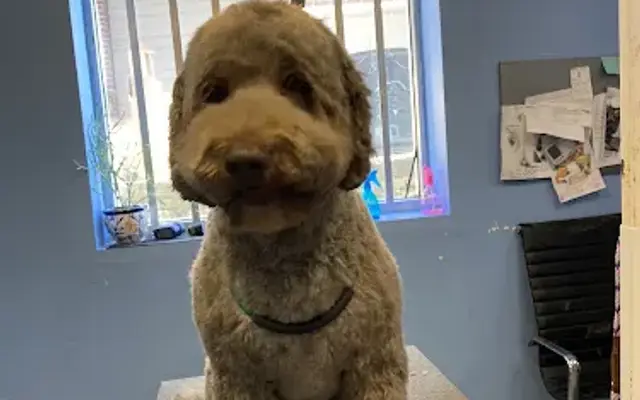 Peachy Clean Grooming by Hinny in Stone Mountain, GA