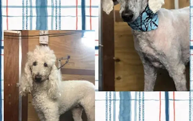 Pretty Paws Grooming On The Go in DeBary, FL